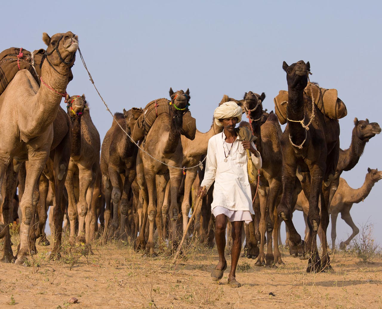 The Dariu Foundation - Man with Camels - India